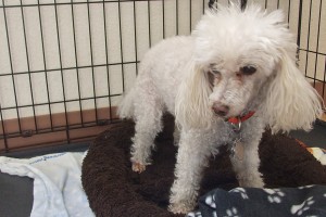 Picture of Gypsy