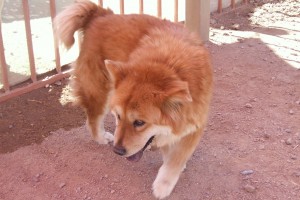 Picture of Honey