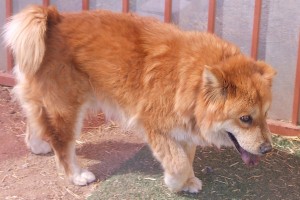 Picture of Honey