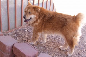 Picture of Honey
