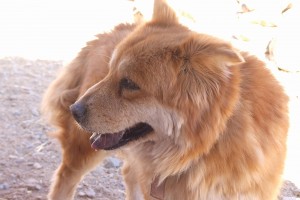 Picture of Honey