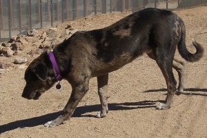 Picture of Hooch