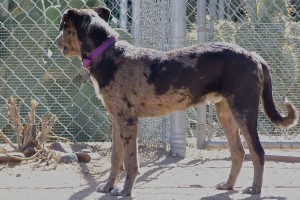 Picture of Hooch