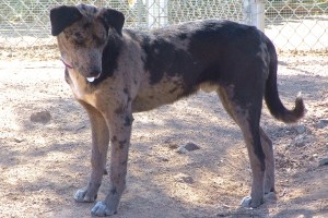 Picture of Hooch