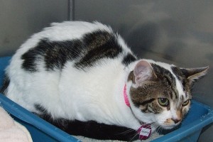 Picture of Jasmine