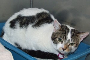Picture of Jasmine