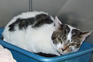 Picture of Jasmine