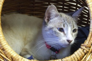 Picture of Jazmin (Ping)