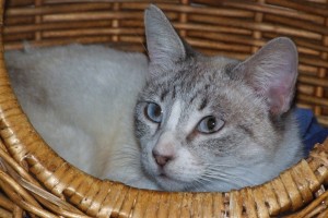 Picture of Jazmin (Ping)