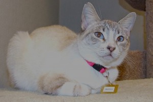 Picture of Jazmin (Ping)