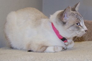 Picture of Jazmin (Ping)