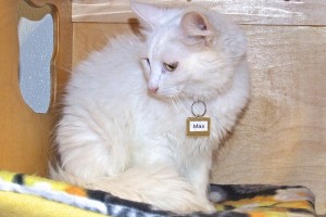 Picture of Max