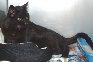 Picture of Ebony