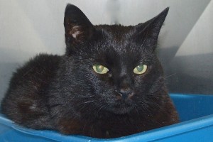 Picture of Ebony