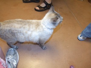 Picture of Ming