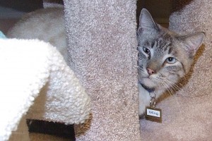 Picture of Ming