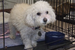 Picture of Molly