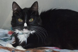 Picture of Ollie 2