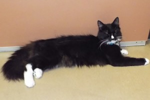 Picture of Ollie 2