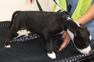 Picture of Oreo