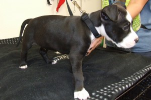 Picture of Oreo