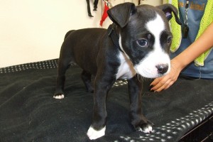 Picture of Oreo