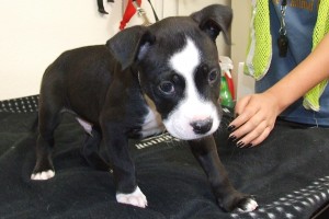Picture of Oreo