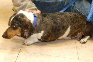 Picture of Ottis