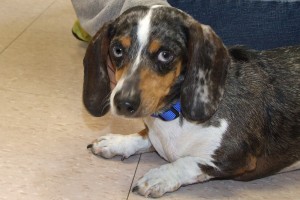 Picture of Ottis