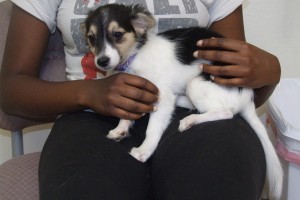 Picture of Piper
