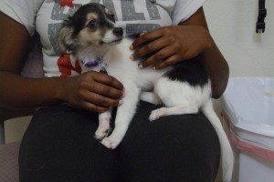 Picture of Piper