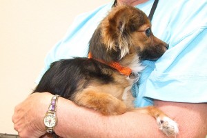 Picture of Pippa