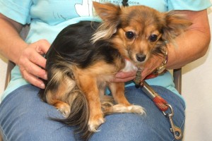 Picture of Pippa