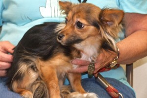 Picture of Pippa