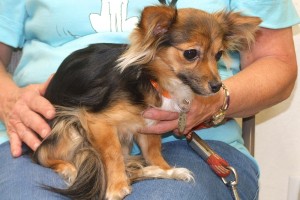 Picture of Pippa