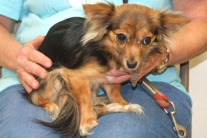 Picture of Pippa