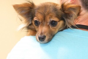 Picture of Pippa