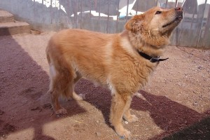 Picture of Honey Bear