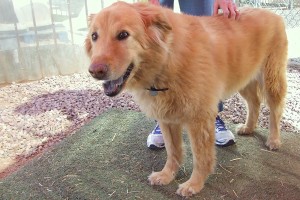 Picture of Honey Bear