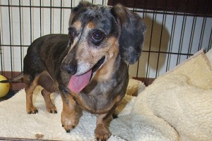 Picture of Ringo