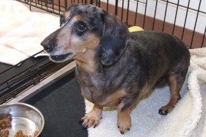 Picture of Ringo