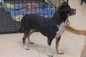 Picture of Rosa