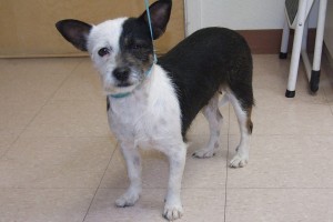 Picture of Rox