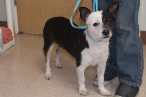 Picture of Rox