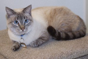 Picture of Samirah