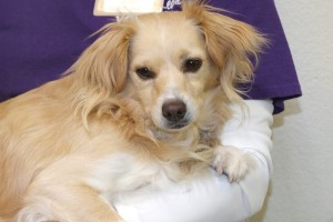Picture of Sandy