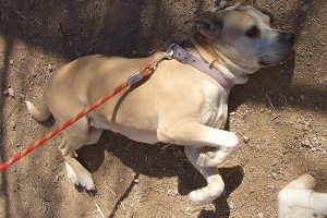 Picture of Sasha Ann