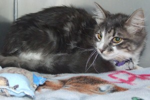 Picture of Wollie