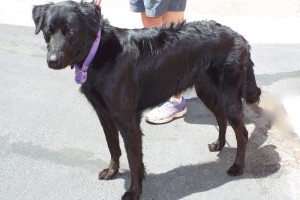 Picture of Bear
