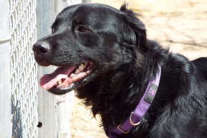Picture of Bear